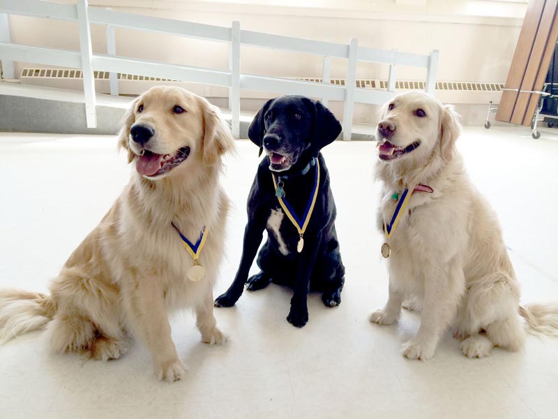 three dogs with medals around neck