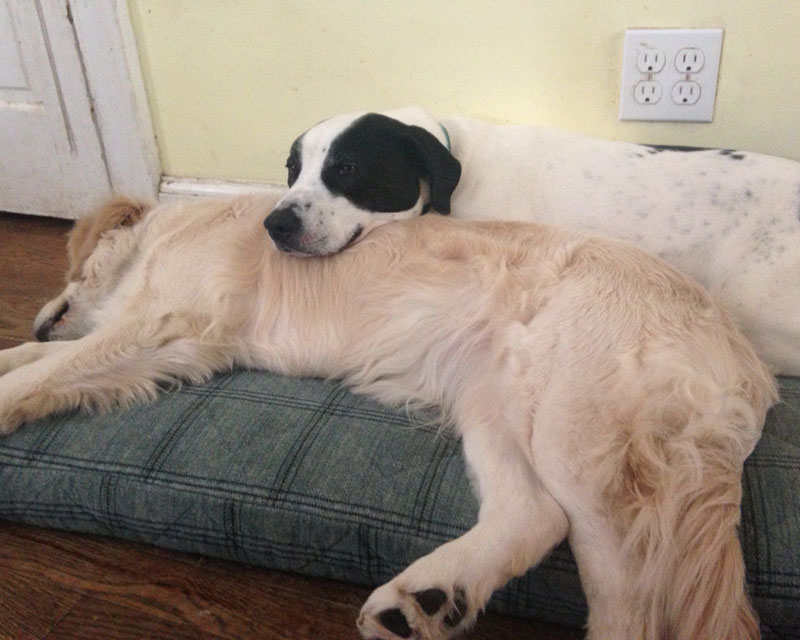 two large dogs on a dog bed