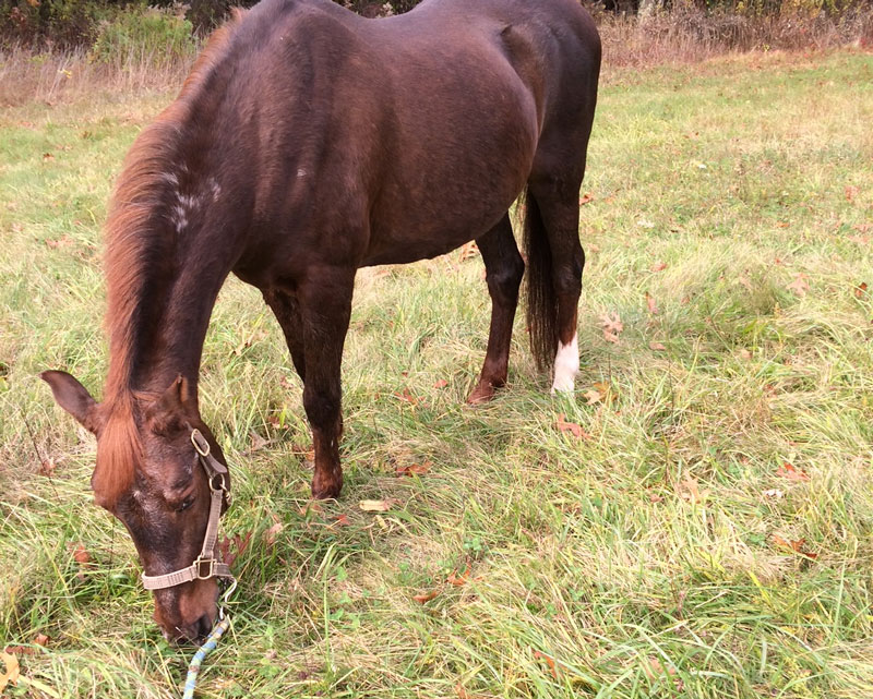 a brown horse grazing in a field